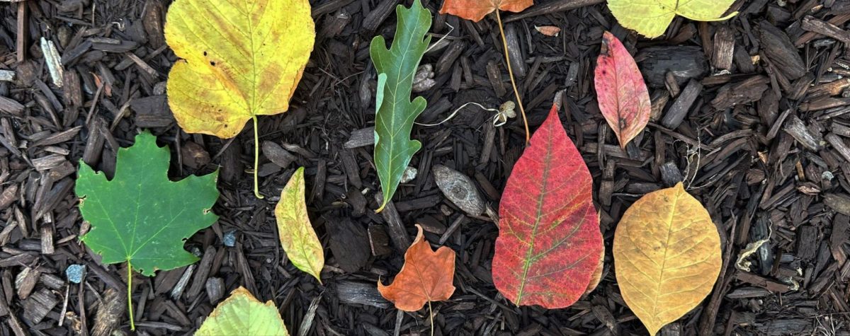 leaf-lantern-craft-for-fall