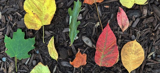 leaf-lantern-craft-for-fall